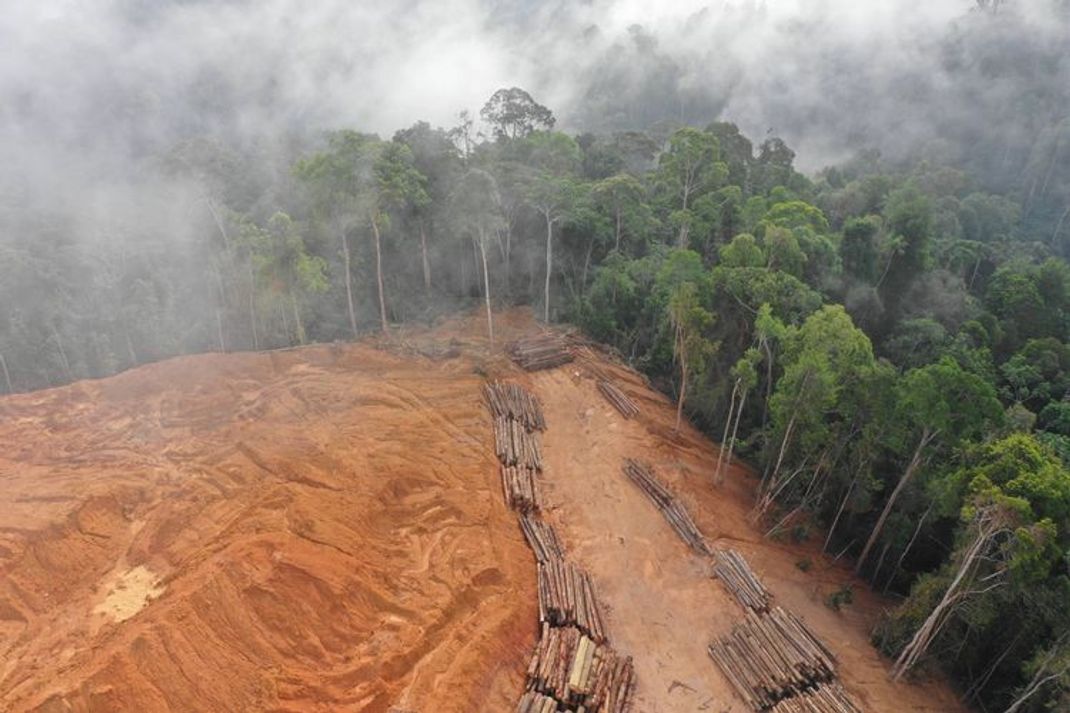 Waldzerstörung: versteckte Posten im CO2-Budget der EU