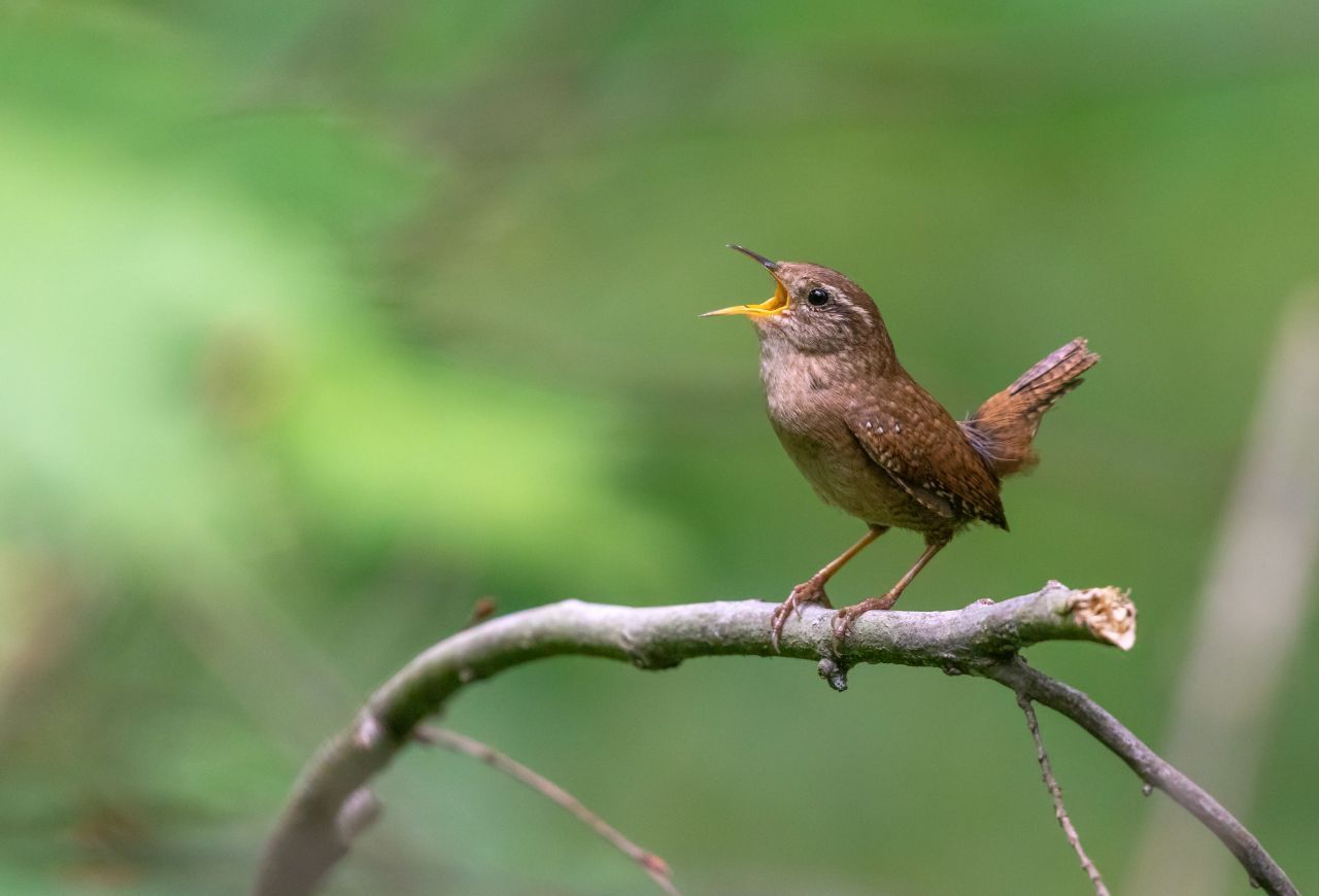 Vögel schmecken die Schärfe in Chilis nicht. Das liegt daran, dass sie in der Natur für die Verbreitung der Beeren zuständig sind. Nahrung verdauen sie anders als Säugetiere viel kürzer: Chili-Samen wandern schnell durch den Darm und sind darum noch keimfähig. Bei Säugetieren würden sie zersetzt werden. 