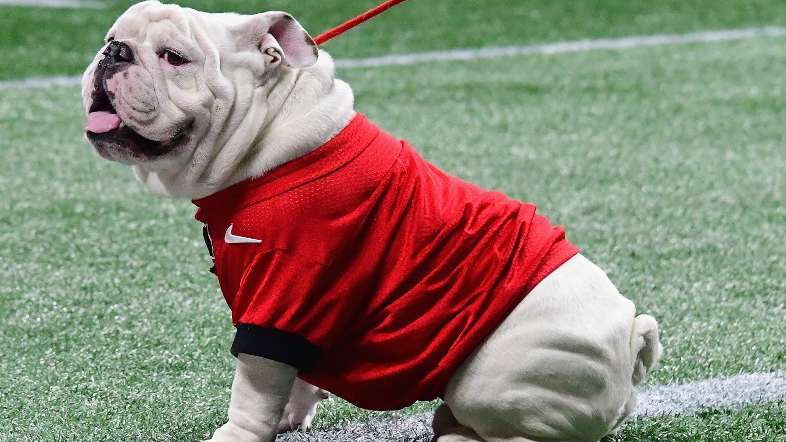 
                <strong>UGA</strong><br>
                Die englische Bulldogge Uga mit seinem zerknautschten Gesicht ist seit 1956 das Maskottchen Georgia's Sportteams. Gezüchtet wird der Hund dabei seit jeher von Familie Seiler aus Savannah. Seit 1956 gibt es also mit jedem Lebenszyklus einen neuen UGA und einen ehrenhaften Platz im "Bulldog Haven", einer eigens für UGAs reservierte Ruhestätte für die Maskottchen.
              