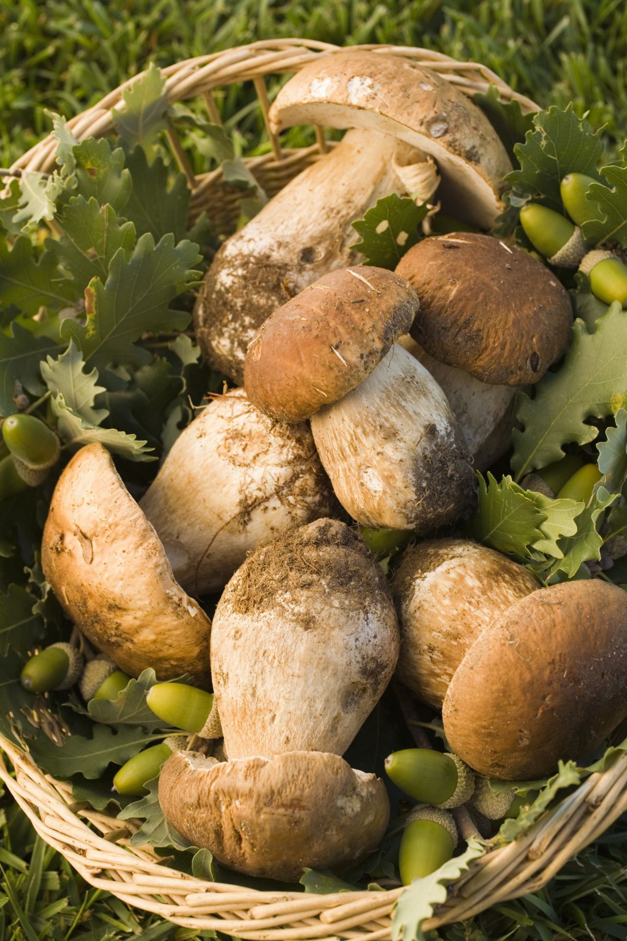 Den Steinpilz wächst von Juli bis November in Nadel- oder Mischwäldern, meist auf sandigen Böden. Der Name kommt von den jungen Steinpilzen, die besonders fest sind. Du erkennst sie an ihrem bauchigen, hellen Stiel. Auf dem sitzt ein acht bis 30 Zentimeter großer Hut, der dick und gewölbt ist. Je älter der Steinpilz, desto dunkler der Hut. Die Röhren sind bei jungen Steinpilzen weiß und in Alter gelblich bis olivgrün.