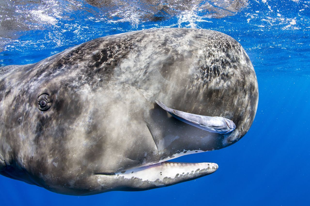 Schau mir in die Augen, Pottwal! Die Giganten der Meere werden rund 24 Meter lang.