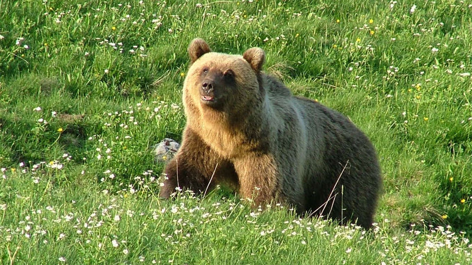 
                <strong>Als Frankreich 2006 zuletzt im WM-Halbfinale steht ...</strong><br>
                ... wird "Problembär" Bruno nach wochenlanger Jagd in Bayern erschossen.
              