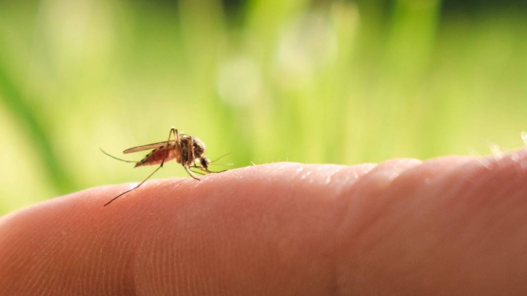 Mücken lieben verlockende Düfte: Achtung vor Duftstoffen im Duschgel, die die lästigen Plagegeister anlocken können