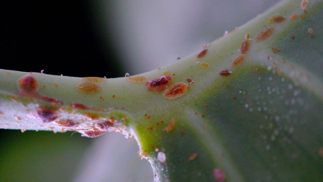 Schildläuse auf einer Monstera