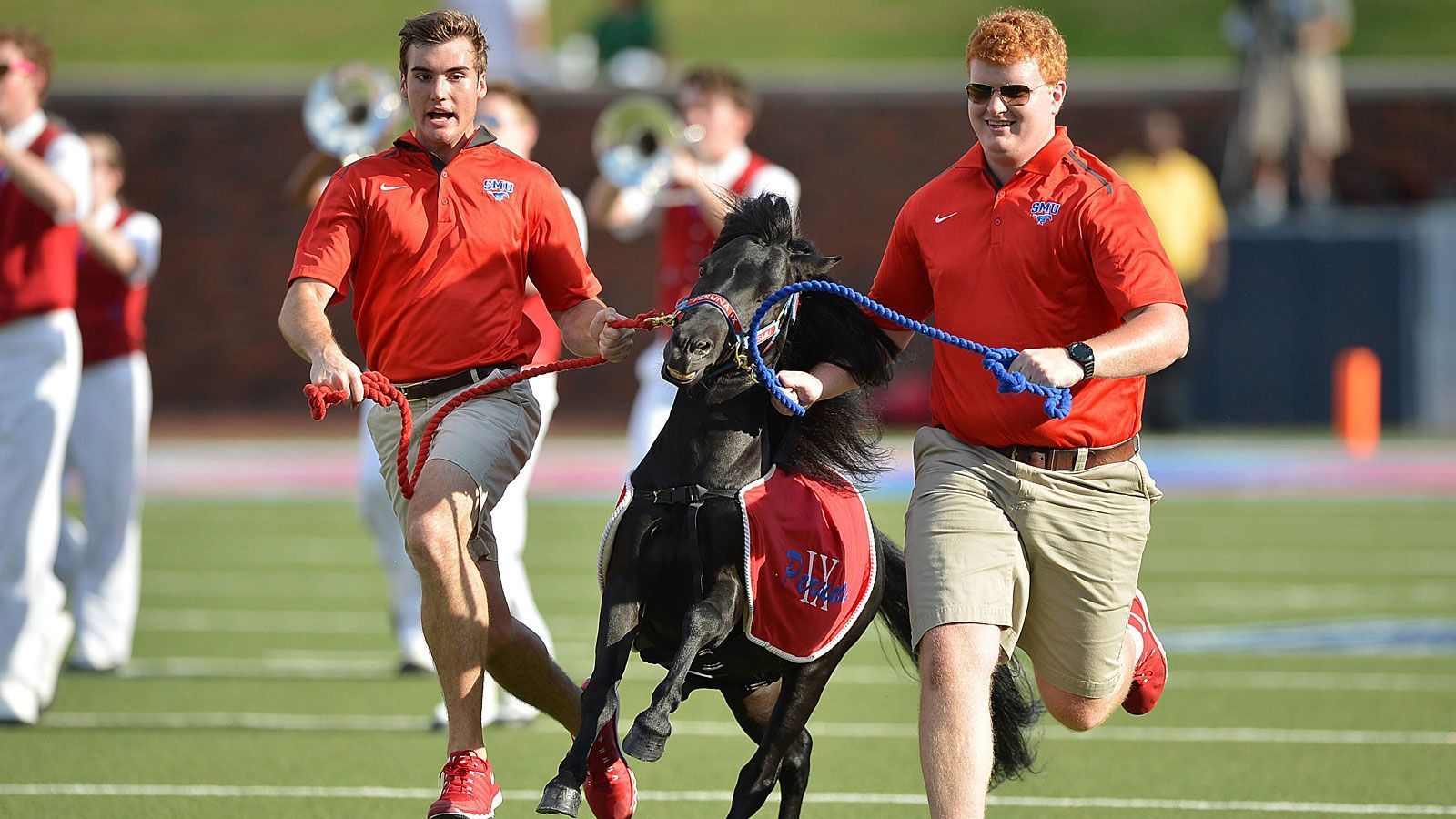 
                <strong>Peruna (SMU Mustangs)</strong><br>
                Ein paar Nummern kleiner ist Peruna. Das Shetland Pony feuert die Teams der Southern Methodist University an. Der Name ist angelehnt an ein damals oft verschriebenes Stimulans, das jedoch gefährlicher war als kommuniziert wurde. Sein 1932 begleiten die kleinen Pferde die Teams aus dem texanischen University Park, einem Vorort von Dallas. 2019 ist Peruna IX in seinem achten Jahr im Dienst. Die Spiele verfolgt das Tier hinter der Endzone des eigenen Teams, um bei Touchdowns mit seinen Pflegern einmal über das gesamte Feld in die andere Endzone zu stürmen.
              