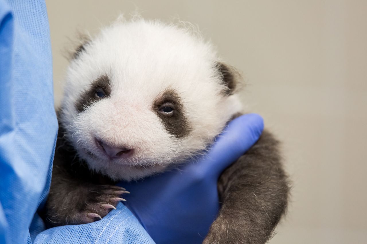 Schlafzimmerblick! Nach etwa 6 Wochen öffnen die Pandas zwinkernd ihre Augen.