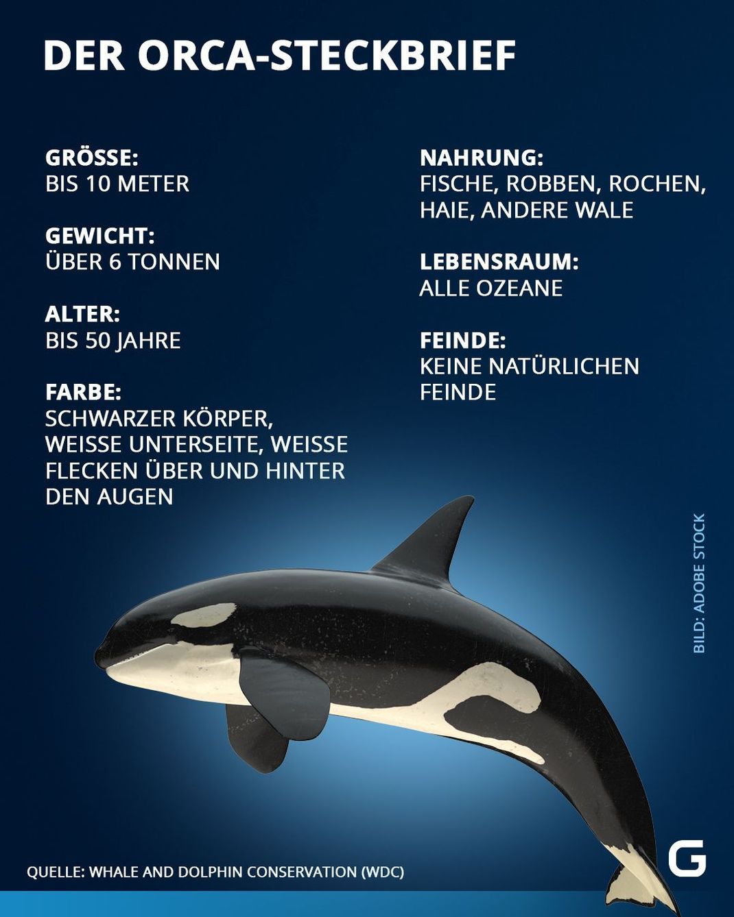 Wie wichtigsten Infos zum Orca im Steckbrief