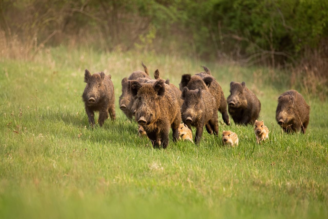 Eine Wildschwein-Rotte: Bachen und Frischlinge leben in Gruppen zusammen.