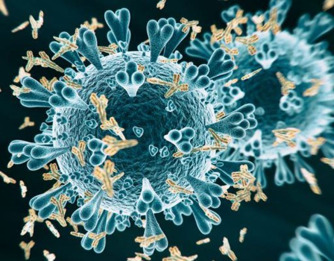 Auf der Hülle des Corona-Virus befinden sich Protein-Strukturen, die Spike-Proteine. An diese binden die neutralisierenden Antikörper.