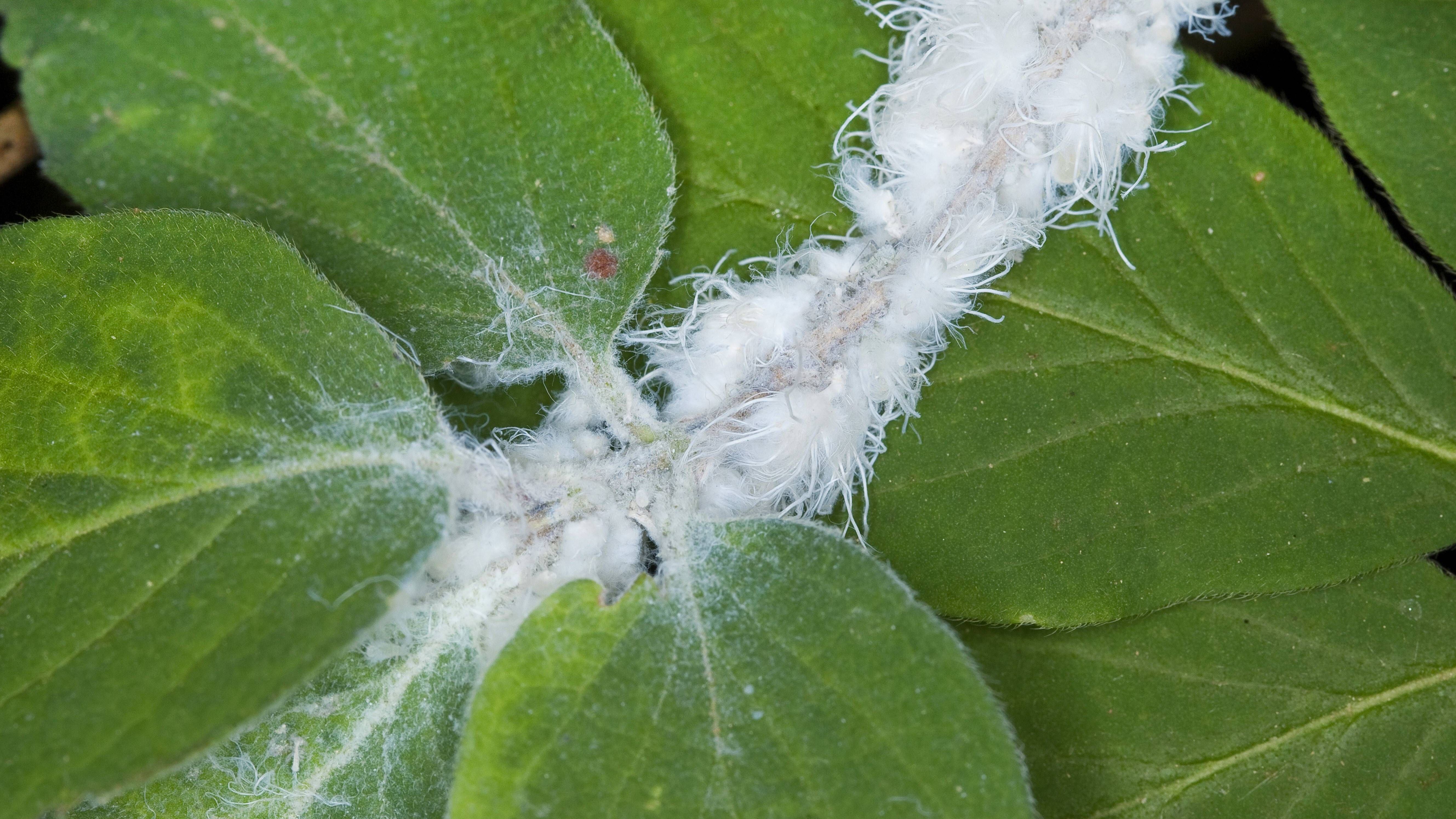 Die Schädlinge scheiden ein weißes Gespinst aus, das ihre Eier schützt. Es sieht aus wie Watte oder ein Wollfaden.