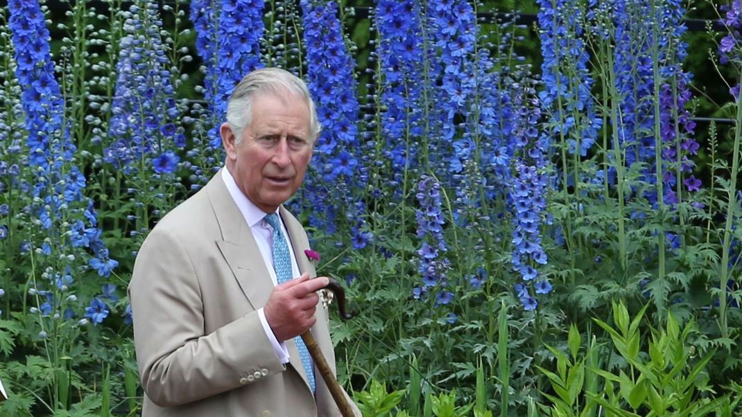 Bei einem Besuch in Schottland ging der damalige Prince of Wales direkt in den Garten – wurde er etwa vom Rittersporn angelockt? Schließlich ist die blaue, hochgewachsene Blume seine Lieblingspflanze.