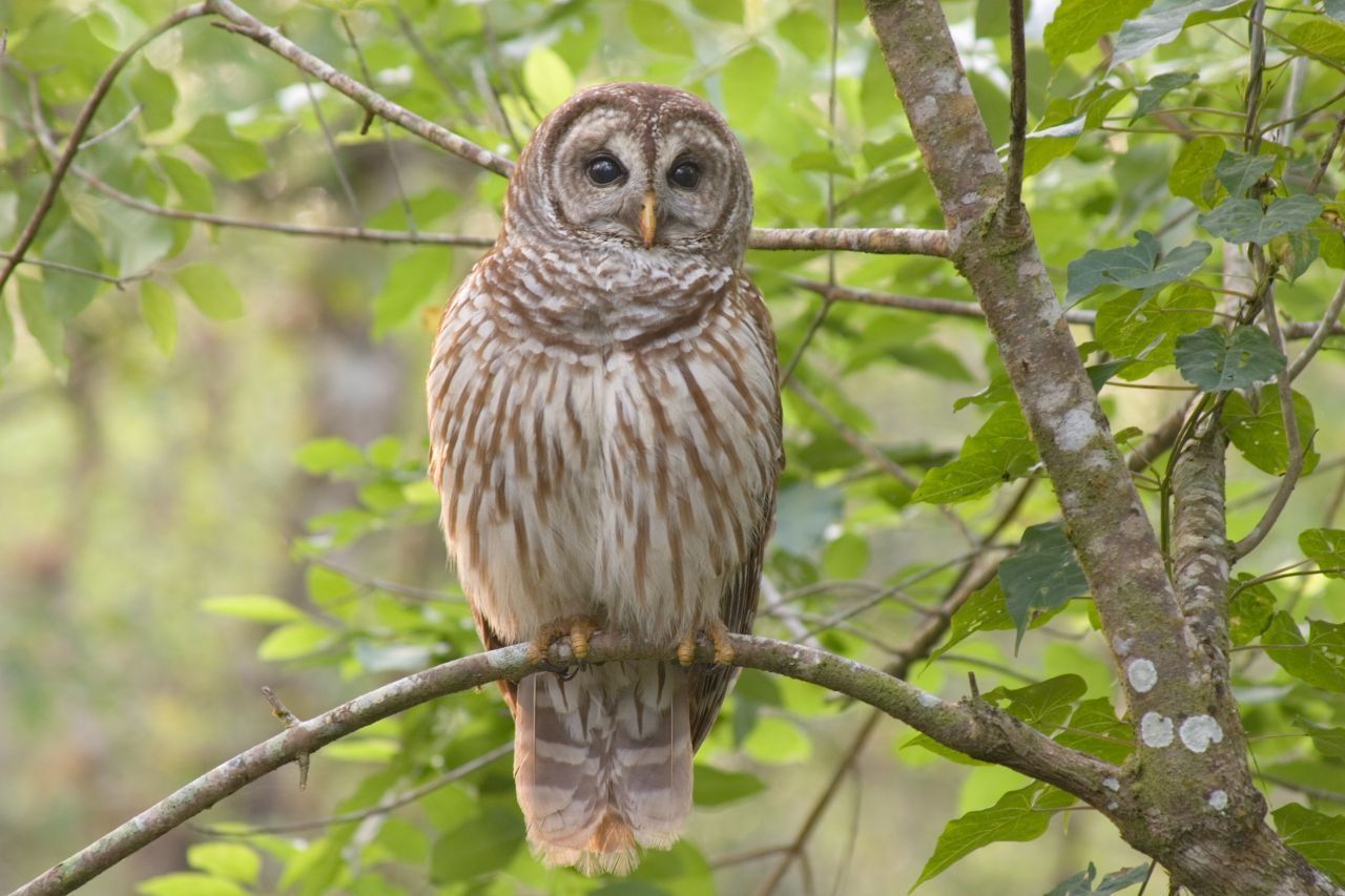 Etwa 10 Habichtskauz-Brutpaare leben im Bayerischen Wald. Diese Eulenart war in Deutschland bereits ausgestorben, wurde jedoch aus Zoos wieder angesiedelt. Die Tiere mögen Wälder sowie Wiesen und Felder mit kleinen Wäldchen.