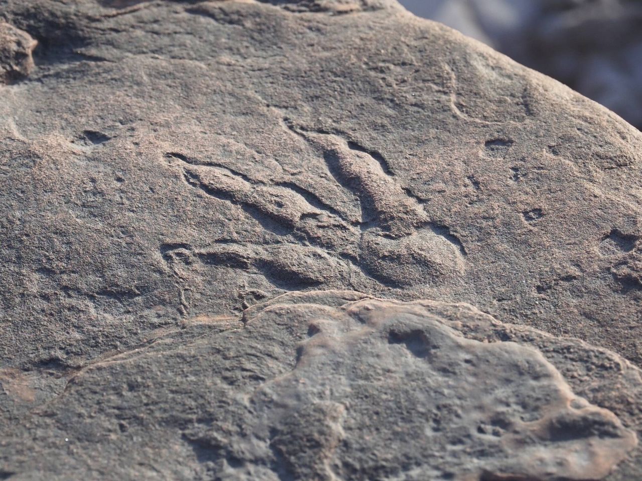 Diesen etwa zehn Zentimeter langen Fußabdruck eines Dinosauriers fand ein vierjähriges Mädchen 2021am Strand in Wales. Besucher:innen können ihn nun im National Museum Cardiff bestaunen.