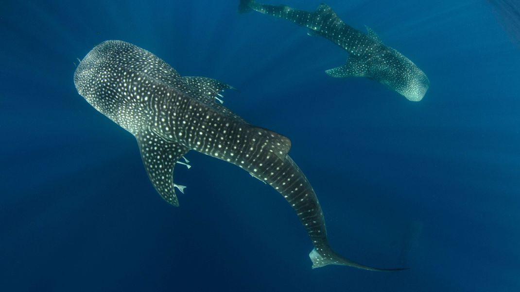 Walhaie sind sanfte Riesen. Gefährlich sind sie für uns Menschen niht.