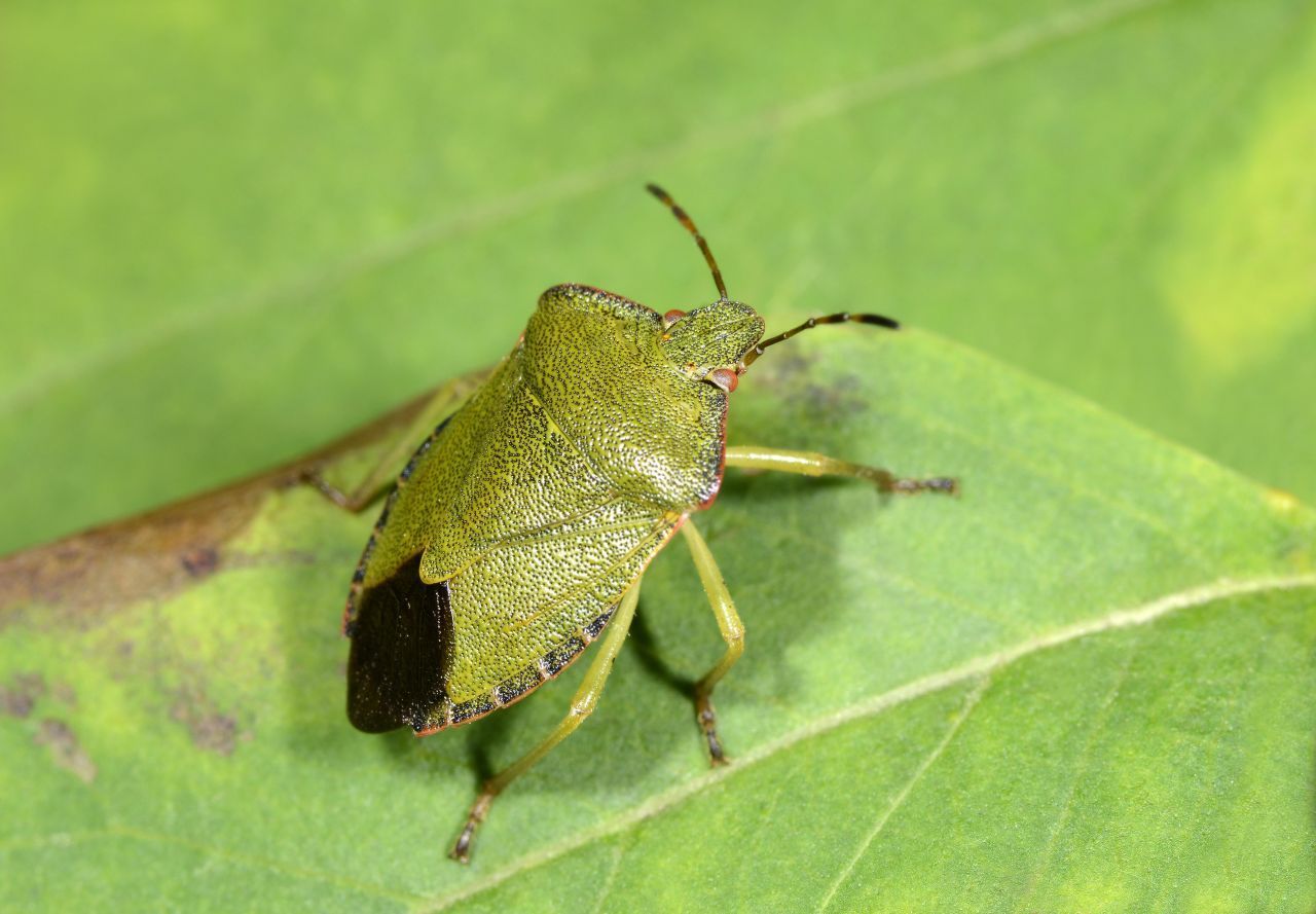 Die Grüne Stinkwanze wird 12 bis 13,5 Millimeter lang. Ihr Körper ist breit-oval und besteht aus drei Teilen - Kopf, Brust und Hinterleib. Grüne Stinkwanzen sind vom Frühling bis Herbst grün gefärbt mit feinen rötlich-schwarzen Pünktchen.