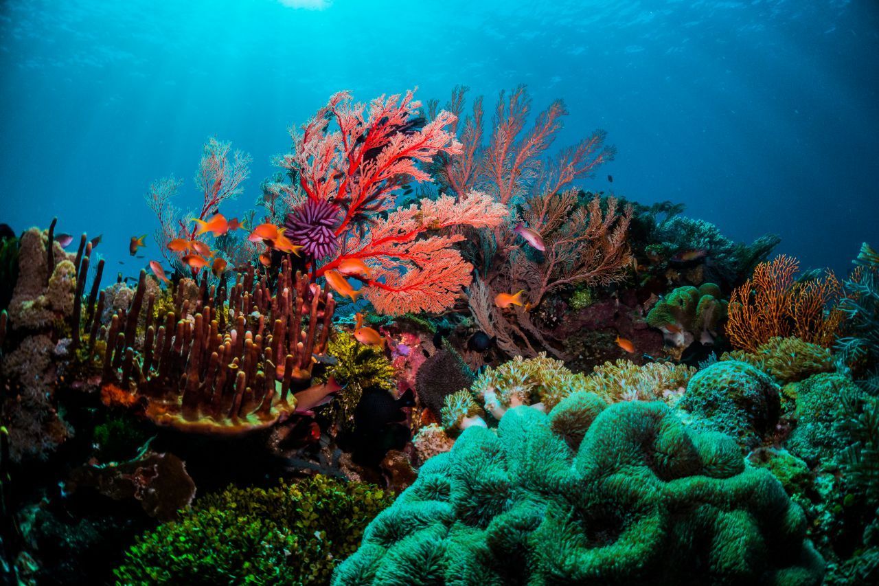 Mit dem von der Koralle ausgestoßenen Wasser und Kohlendioxid betreiben die Algen Photosynthese. Dafür brauchen sie Sonnenlicht. Die Koralle wächst daher immer Richtung Sonne. 
