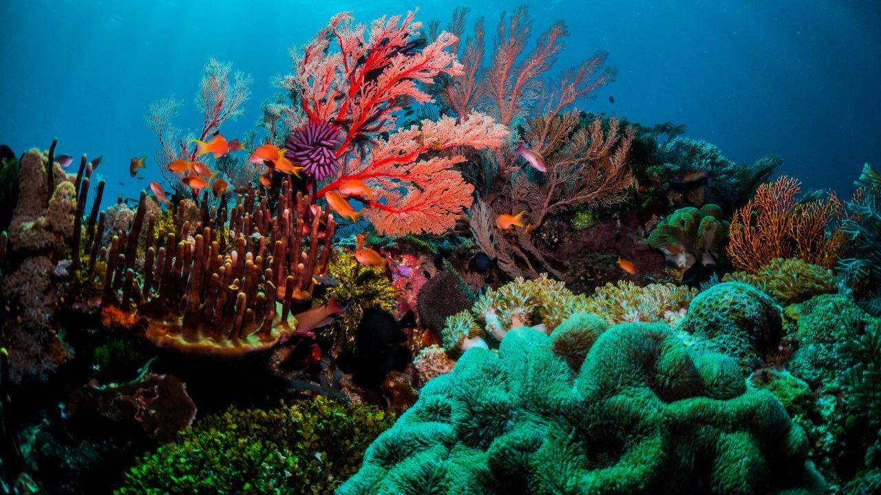 Mit dem von der Koralle ausgestoßenen Wasser und Kohlendioxid betreiben die Algen Photosynthese. Dafür brauchen sie Sonnenlicht. Die Koralle wächst daher immer Richtung Sonne.