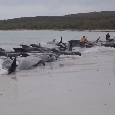 Gestrandete Wale am Cheynes Beach östlich von Albany. 