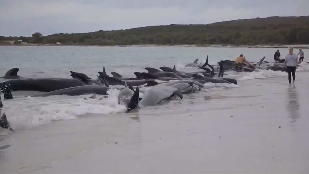 Gestrandete Wale am Cheynes Beach östlich von Albany. 