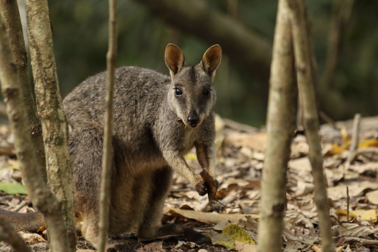 Seit Ankunft der Europäer auf dem australischen Kontinent haben auch die Wallabys stark gelitten. Einige Arten sind bereits ausgestorben.