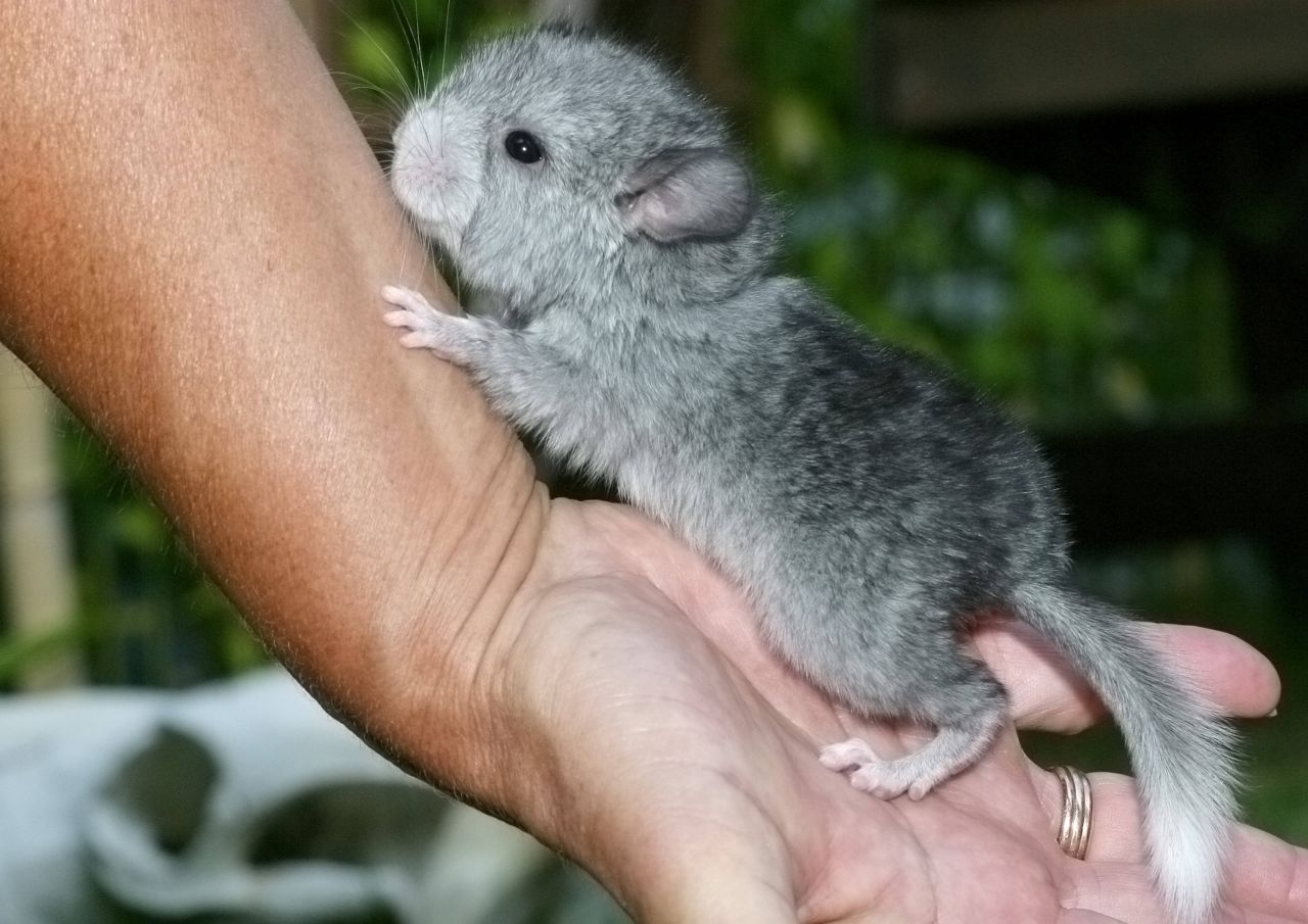 Ein Chinchilla-Baby kommt mit offenen Augen und Fell auf die Welt.