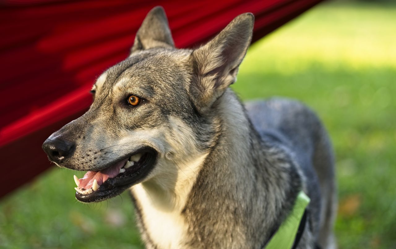 Saarloos-Wolfhund: Die Rasse entstand aus Kreuzungen von Hunden und Wölfen. Die Rasse sieht dem Wolf zum Verwechseln ähnlich. Gilt als scheu und selbstständig.