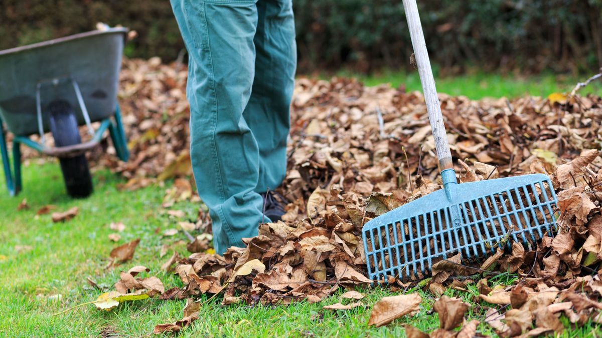 Warum Sie Laub nicht im Wald entsorgen sollten. So geht's richtig und umweltgerecht.