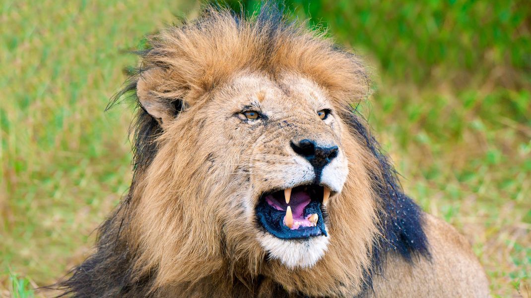 Männliche Löwen tragen eine prächtige Mähne.