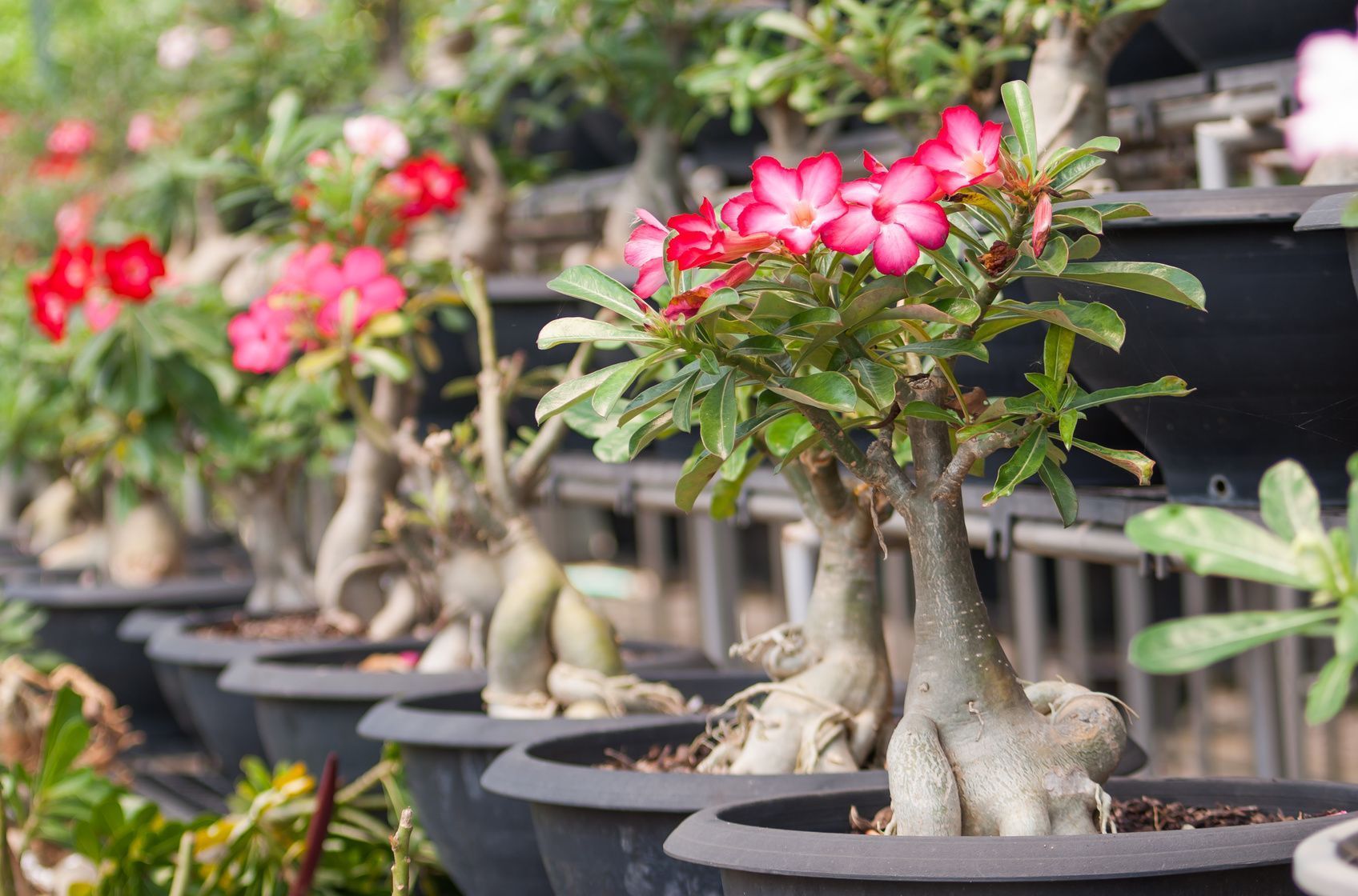 Die Wüstenrose benötigt als Zimmerpflanze einen hellen und warmen Platz, um zu gedeihen.
