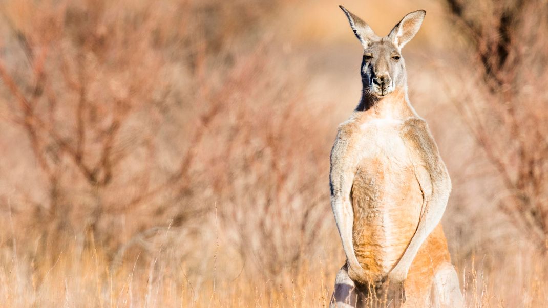 Noch immer beeindruckend in seiner Größe und Erscheinung: Das australische Rote Riesenkänguru ist heute das größte Känguru der Welt.