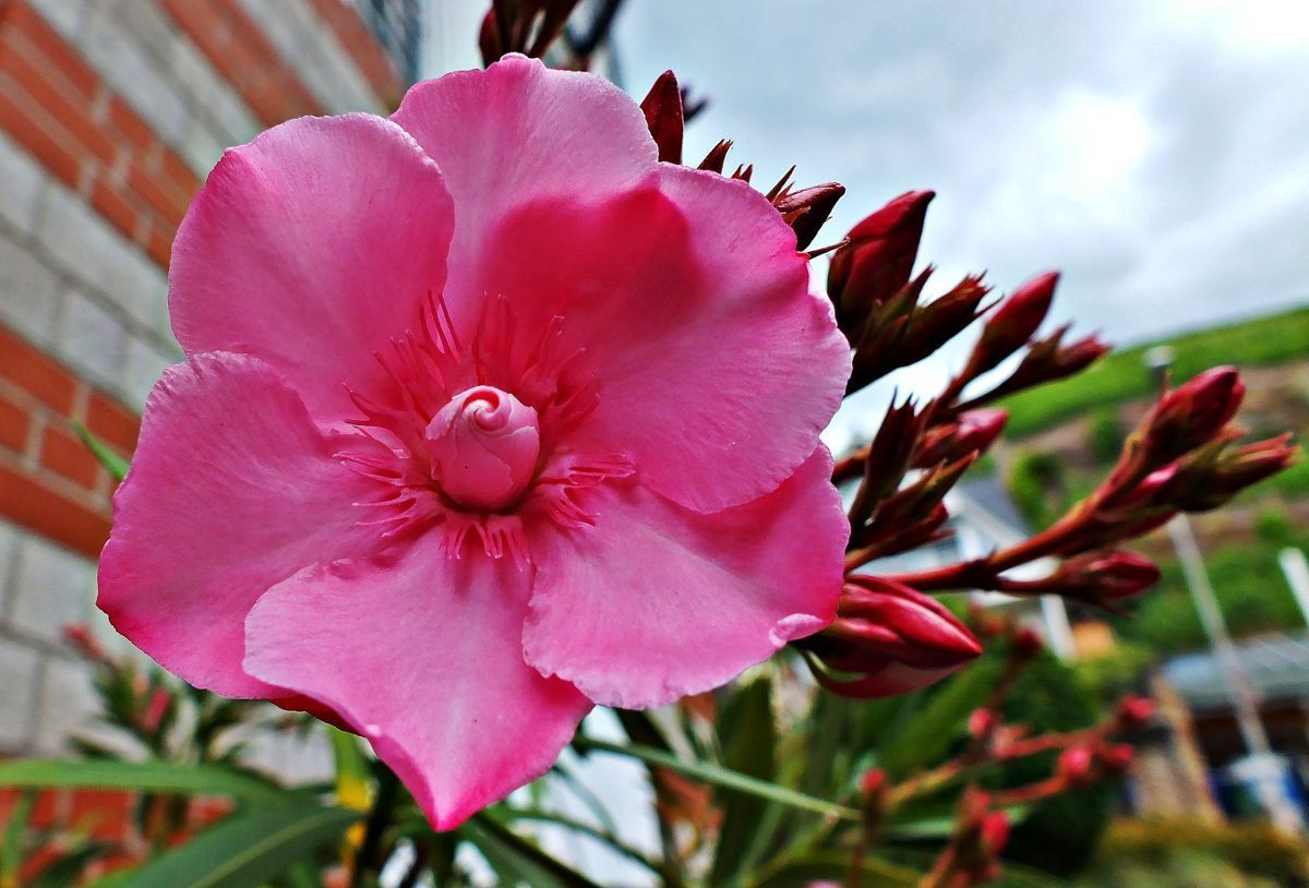 Damit der Oleander viele Blüten trägt, ist jedes Frühjahr ein Rückschnitt ratsam. Denken Sie dabei jedoch unbedingt an Gartenhandschuhe.