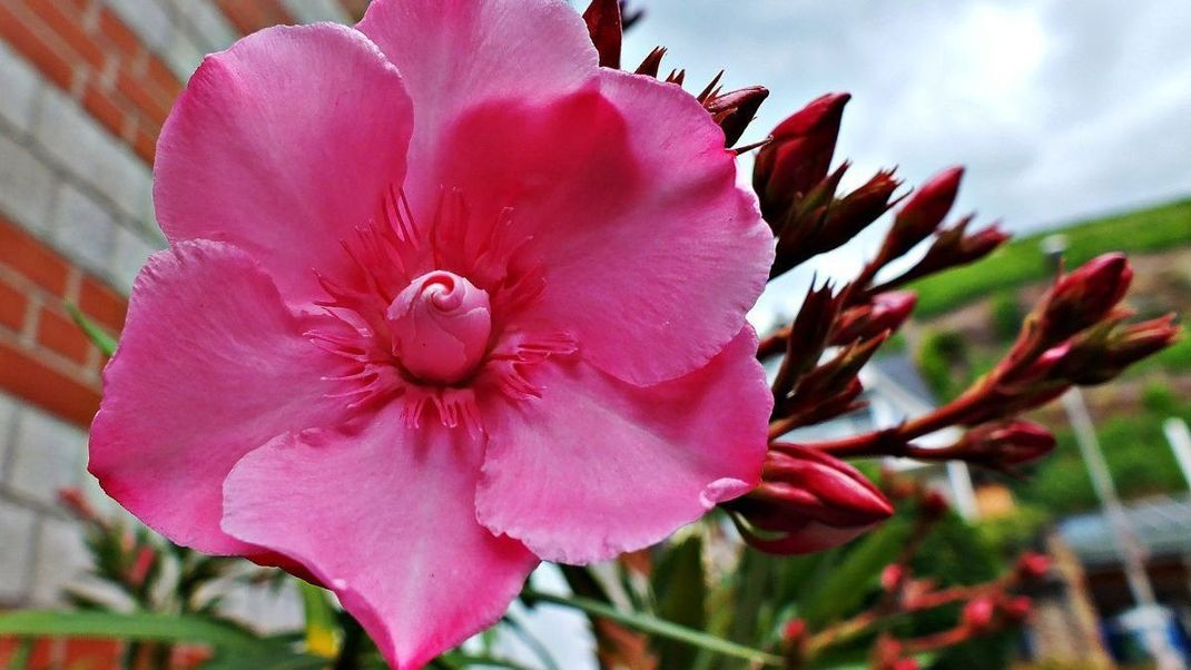 Damit der Oleander viele Blüten trägt, ist jedes Frühjahr ein Rückschnitt ratsam. Denken Sie dabei jedoch unbedingt an Gartenhandschuhe.