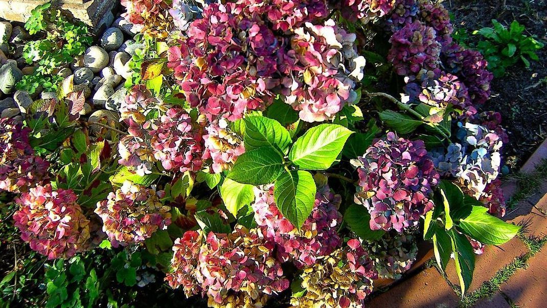 Erhält die Pflanze nicht ausreichend Aluminium oder ist der Boden zu alkalisch, wird aus der blauen Blüte schnell eine rosafarbene.