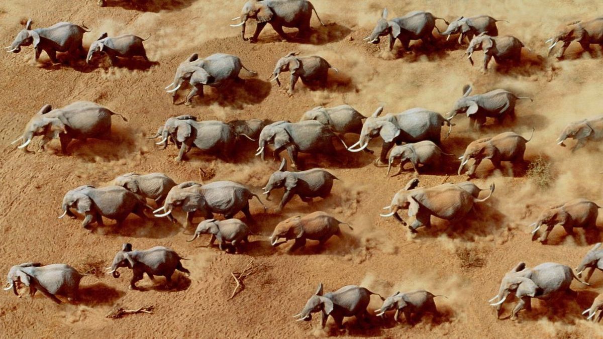 Art Wolfe Gettyimages Trampelnde Elefantenherde