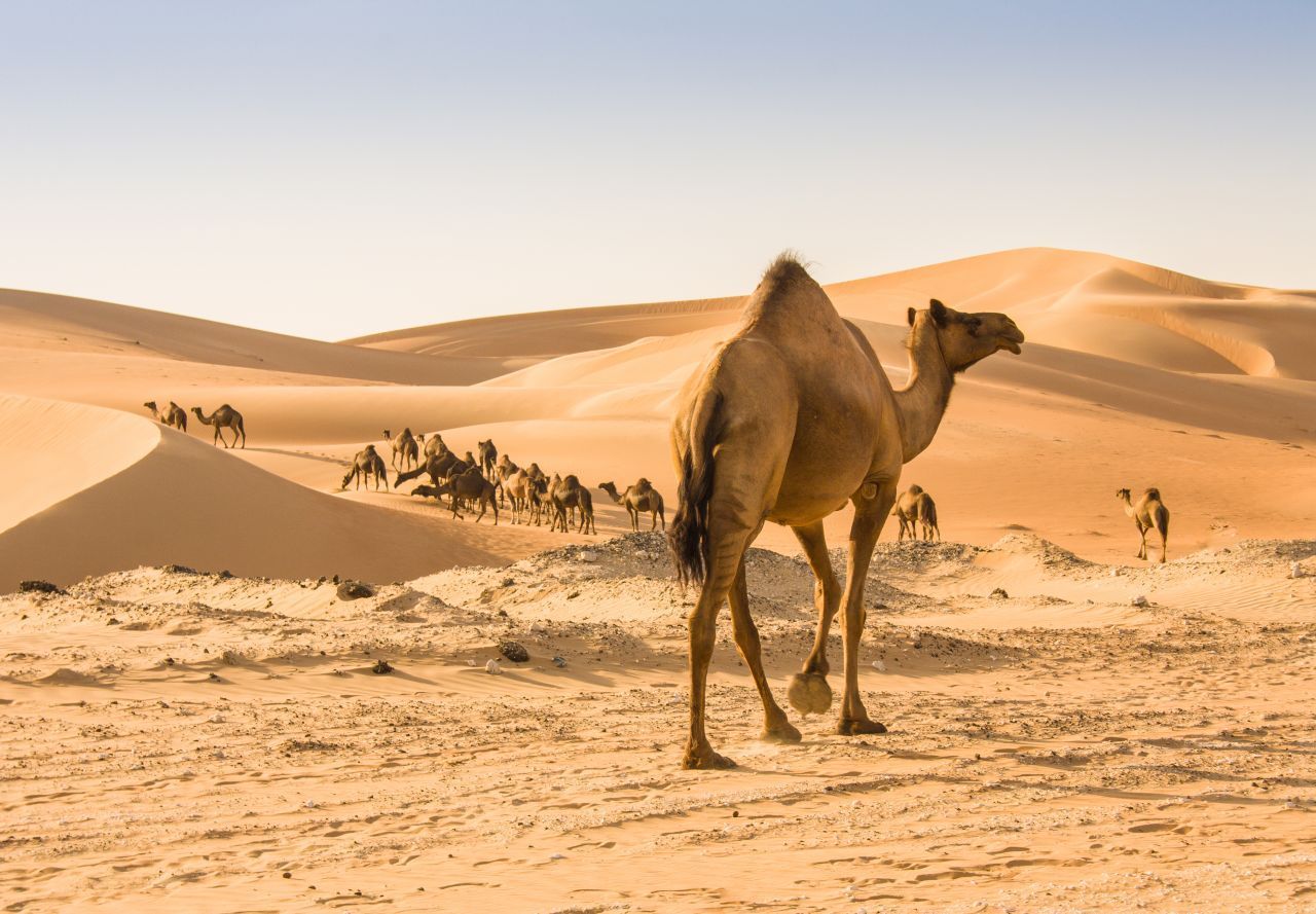 In ihrem Höcker speichern Kamele Fett, um für weite Strecken durch die Ödnis gewappnet zu sein. Ihr Magen dient als "Wassertank". Stoßen die Paarhufer auf eine Quelle, können sie in 15 Minuten bis zu 200 Liter Wasser trinken - mehr als eine Badewanne voll. Aufgrund der langen Beine ist die Temperatur an ihrem Bauch bereits rund 25 °C kühler als am Wüstenboden. Dicke Schwielen verhindern, dass heißer Sand die Füße der Tiere ve