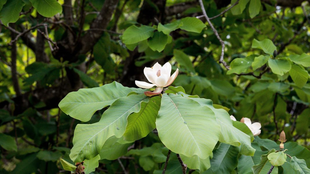 Blüte der japanischen Magnolia obovata