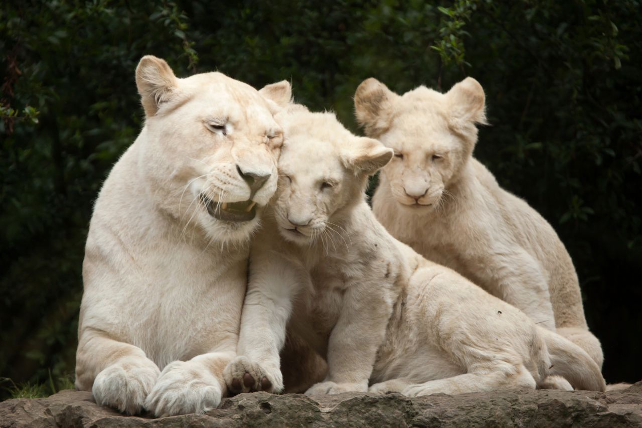 Weiße Löwen: Sie sind eine Rarität. Etwa 300 Exemplare gibt es weltweit, viele davon leben in Gefangenschaft. Ein Baby soll um die 130.000 Euro kosten.
