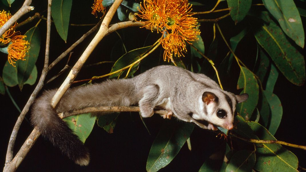 Ein Sugar Glider sitzt auf einem Ast. Die Tiere halten sich fast immer in den Bäumen auf.