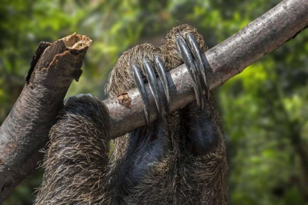 Mit ihren zehn Zentimeter langen, gebogenen Krallen, die wie Haken funktionieren, können Faultiere stundenlang an Ästen hängen.