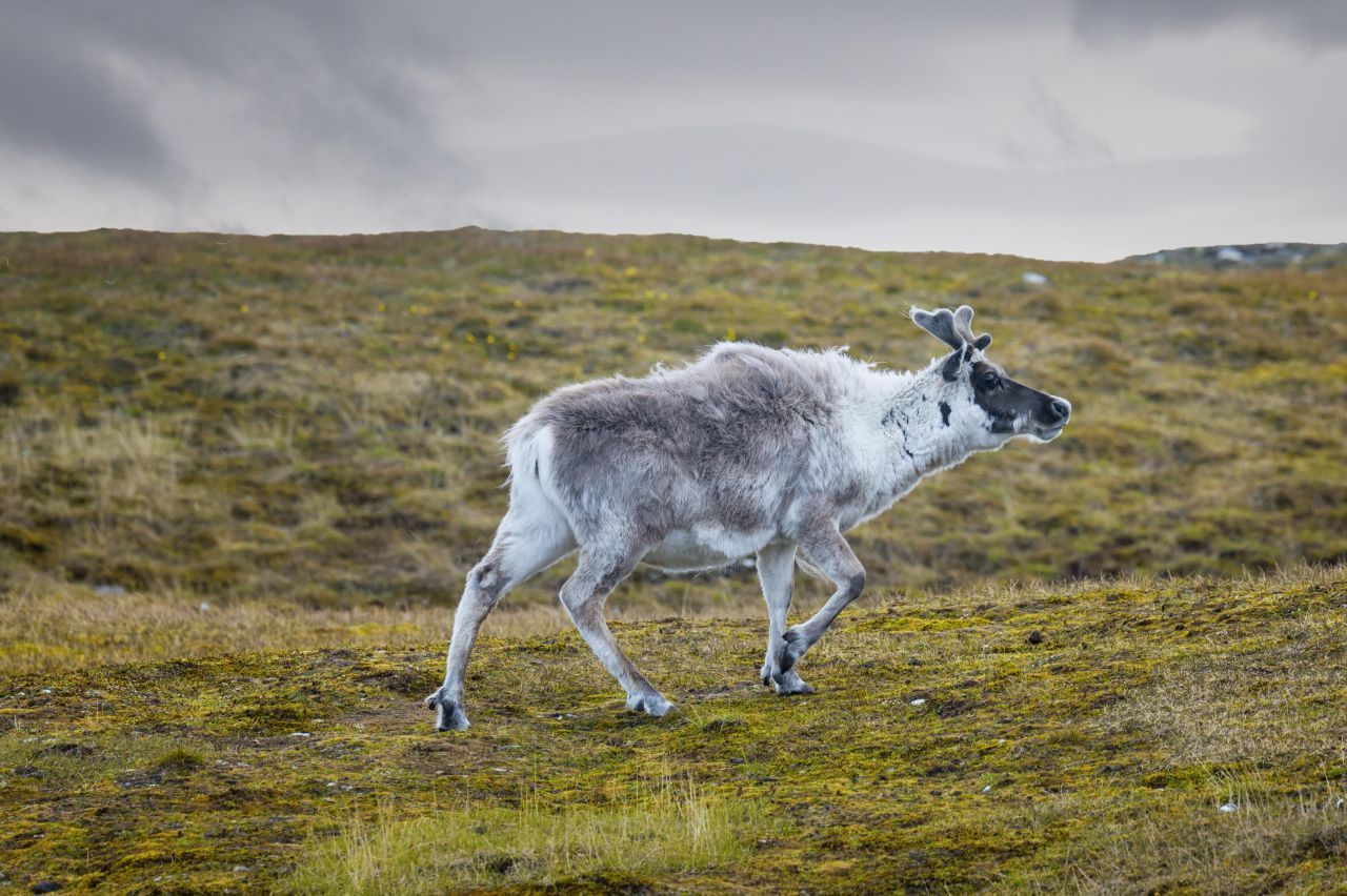 Spitzbergen-Rentiere: Das Wild von der norwegischen Insel hat sehr viel kürzere Beine und ist gedrungener als Festland-Rentiere. Männchen werden bis zu 160 Zentimeter lang und wiegen im Winter bis zu 90 Kilo. Andere skandinavische Rentiere sind hingegen bis zu 220 Zentimeter lang und können bis zu 300 Kilo wiegen. Auch deren Geweihe sind weitaus stattlicher.