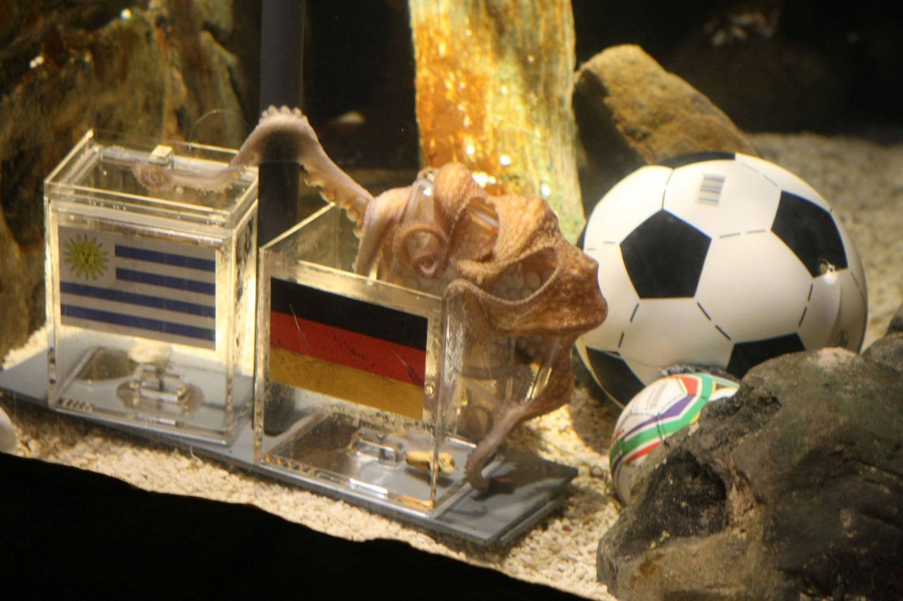 "Paul" muss was auf dem Kasten gehabt haben! Als Kraken-Orakel war er bei der Fußball-Europameisterschaft 2008 sowie der WM 2010 im Einsatz: Immer einige Tage vor dem Spiel wurden 2 gleichartige Boxen aus Acryl-Glas ins Aquarium gesenkt, gefüllt mit Futter und beklebt mit den jeweiligen Flaggen der beiden Länder. Hatte sich "Paul" für eine Box entschieden, galt das als Vorhersage des späteren Siegers. Das Ergebnis: Seine Vora