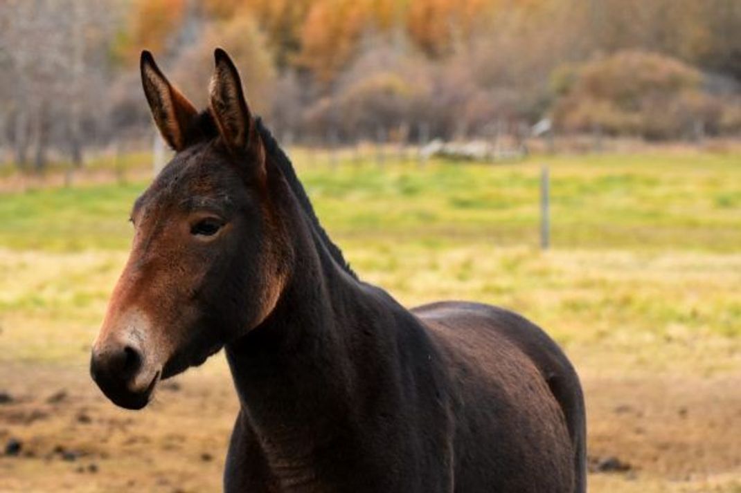 Menschen kreuzen Esel und Pferde bewusst, denn Maultiere sind ausdauernd und robust: die idealen Zug- und Lasten-Tiere.