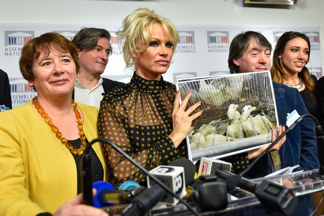 Die amerikanische Schauspielerin Pamela Anderson legt einen Gesetzentwurf vor, der darauf abzielt, die Zwangsfütterung von Gänsen zur Gewinnung von Foie Gras zu verbieten.