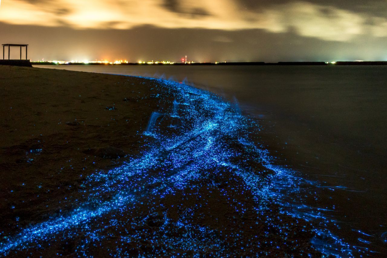 Wie ein Sternenhimmel unter Wasser funkelt das Leuchtplankton in der Nacht. Tagsüber ist es übrigens auch da - man sieht das Leuchten wegen des Tageslichts aber kaum.