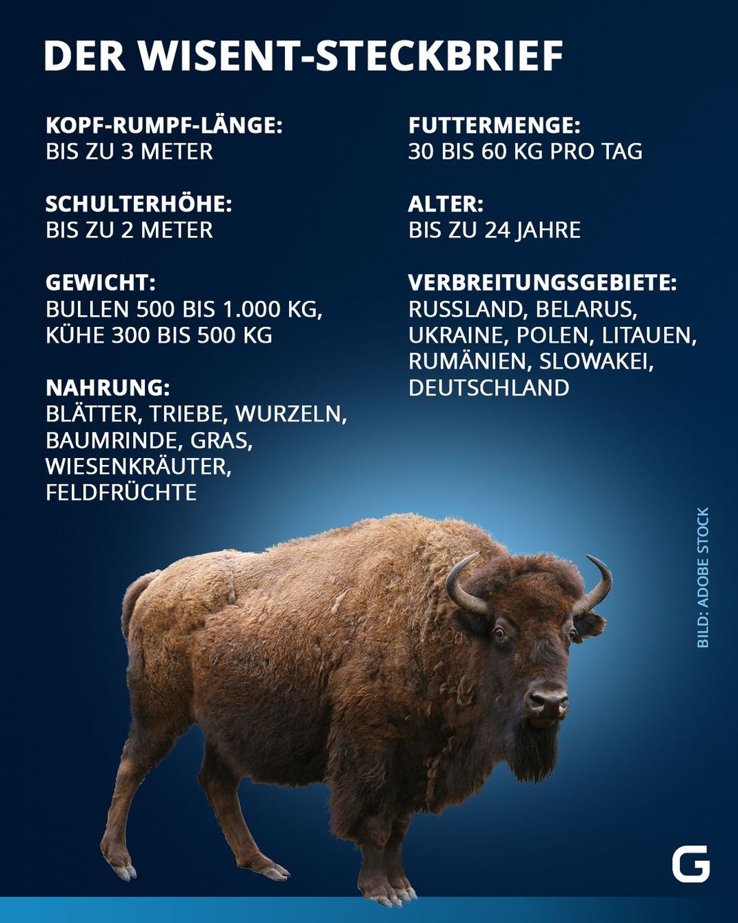 Steckbrief zum Wisent