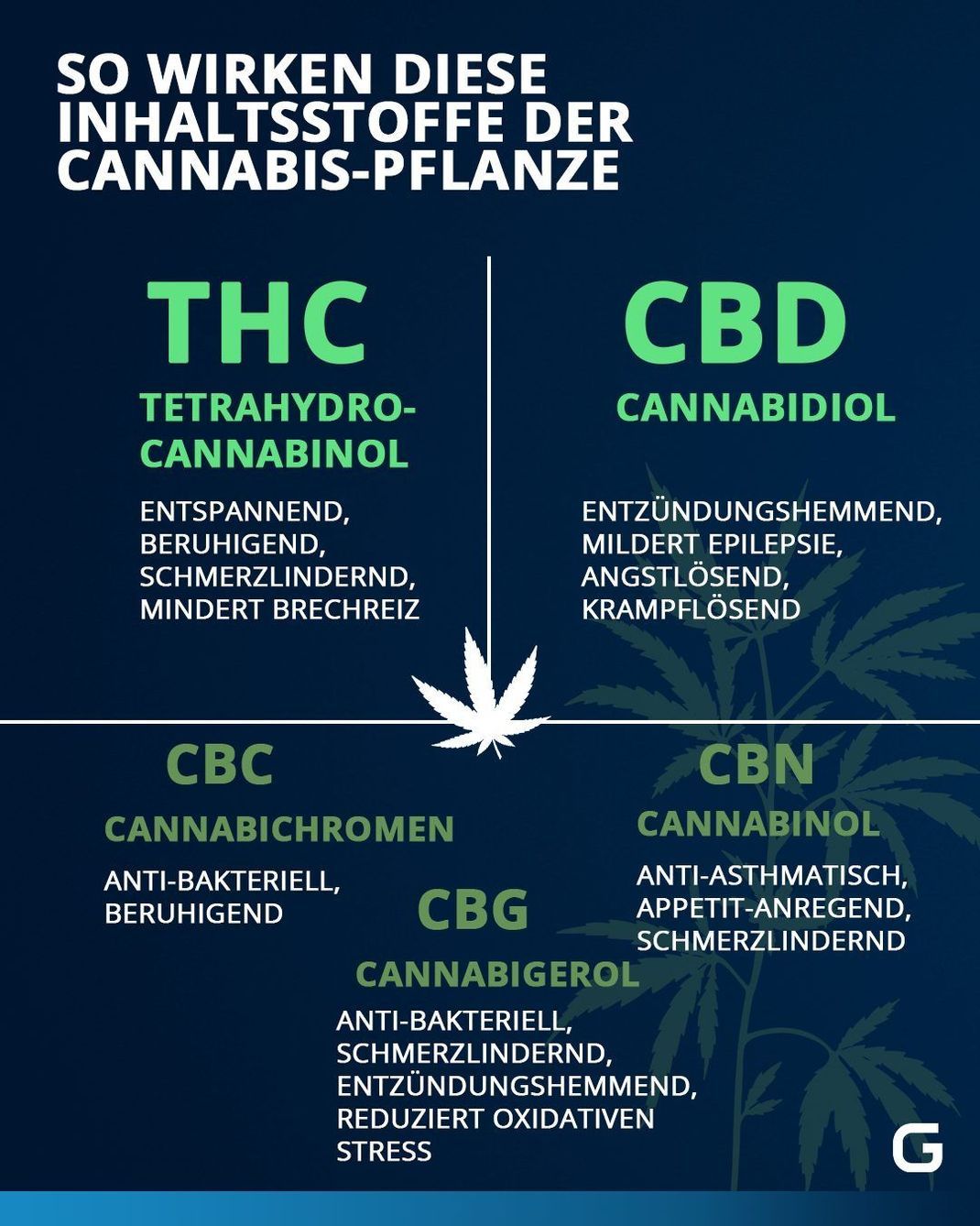 So wirken die einzelnen Stoffe der Cannabis-Pflanze auf unseren Körper.