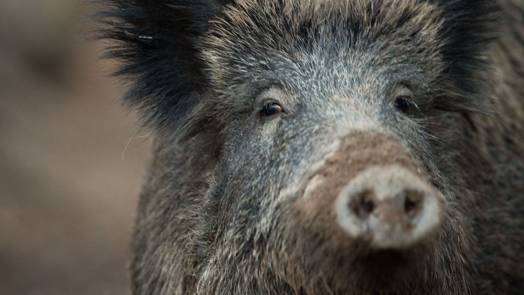 Die Afrikanische Schweinepest hat nun auch offiziell Rheinland-Pfalz erreicht.