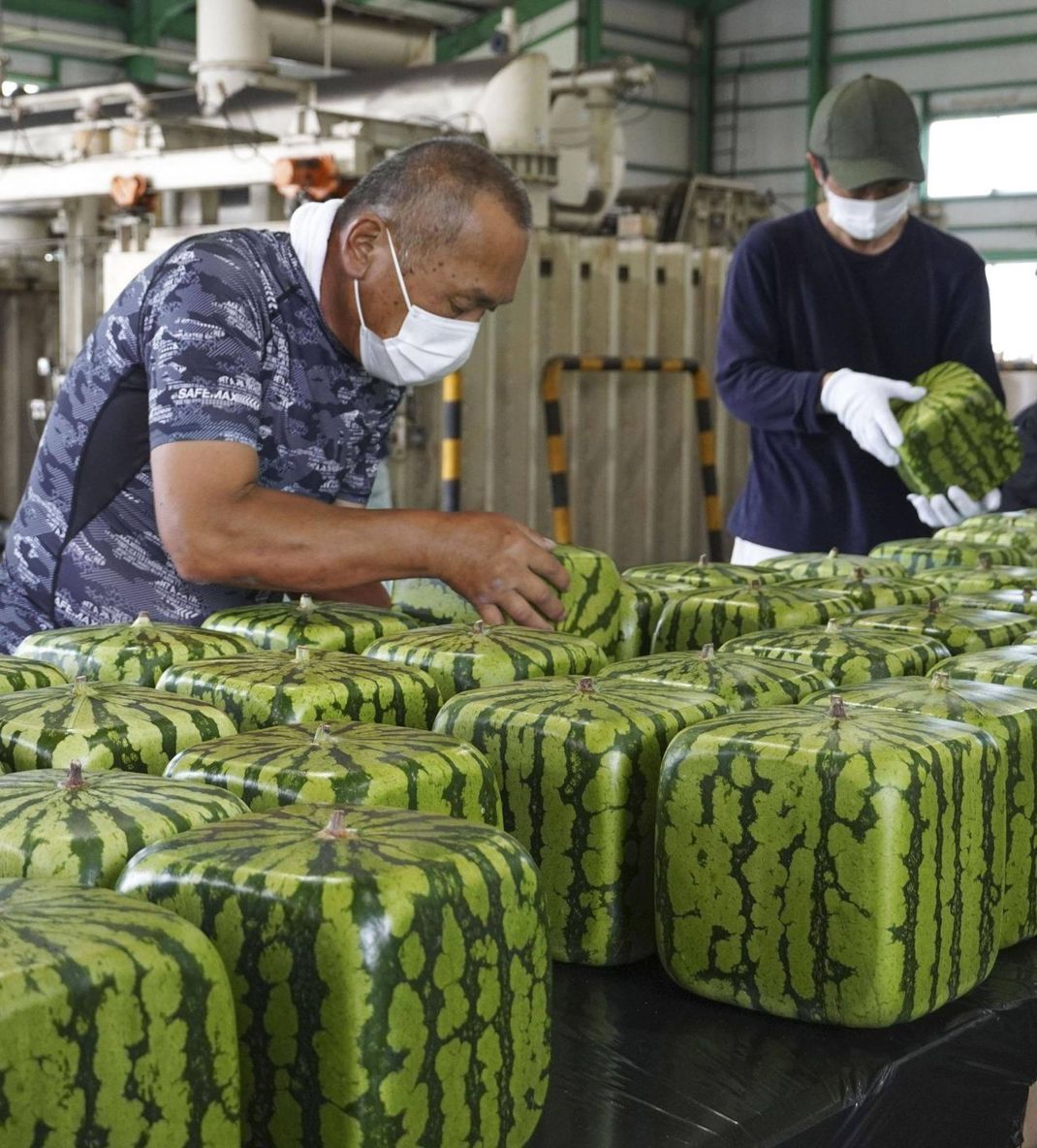 Quadratisch, praktisch: Das sind Wassermelonen in Würfelform. Als kleine Frucht kommen die Melonen in eckige Gläser oder Plastikwürfel und wachsen damit in die Form hinein. Japaner:innen kaufen sie meist als Dekoration für ihr Haus.
