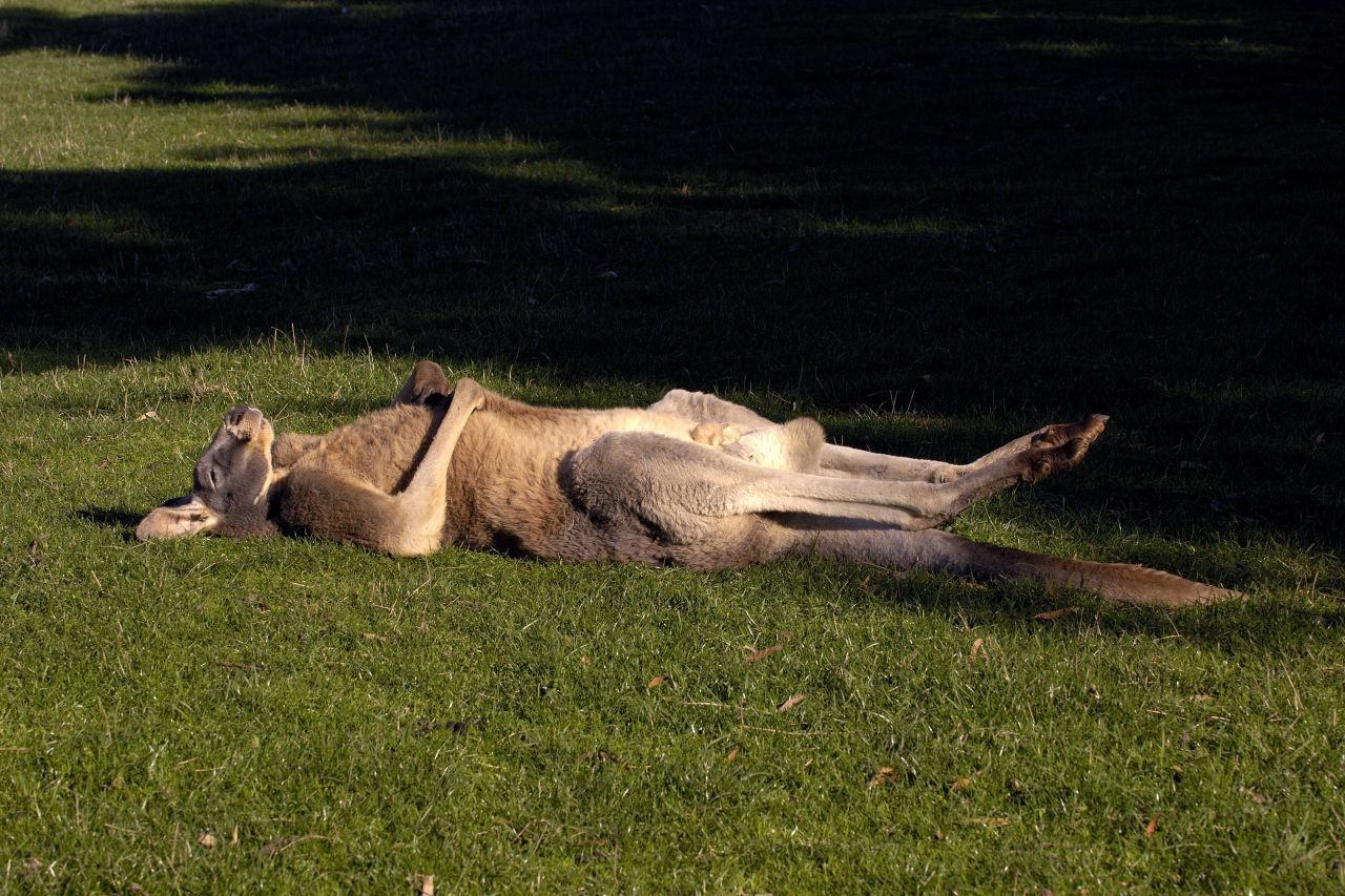 Ups, vor lauter Müdigkeit nach hinten übergekippt? Nö, Riesenkängurus machen sich gerne mal auf dem Rücken lang. Die bequeme, aber gefährliche Schlafposition können sich die australischen Beuteltiere erlauben, weil sie in ihrer Heimat keine natürlichen Feinde haben. Bären und Löwen genießen das gleiche Privileg.
