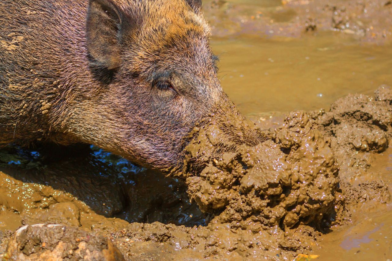 Redewendung hin oder her, Schweine können nicht schwitzen. Deshalb suchen sich Wildscheine in der heißen Jahreszeit gerne Tümpel und suhlen sich darin. Die Schlammschicht schützt die Haut der Paarhufer, die im Sommer weniger dicht behaart ist, vor dem Austrocknen - und wehrt lästige Insekten ab.